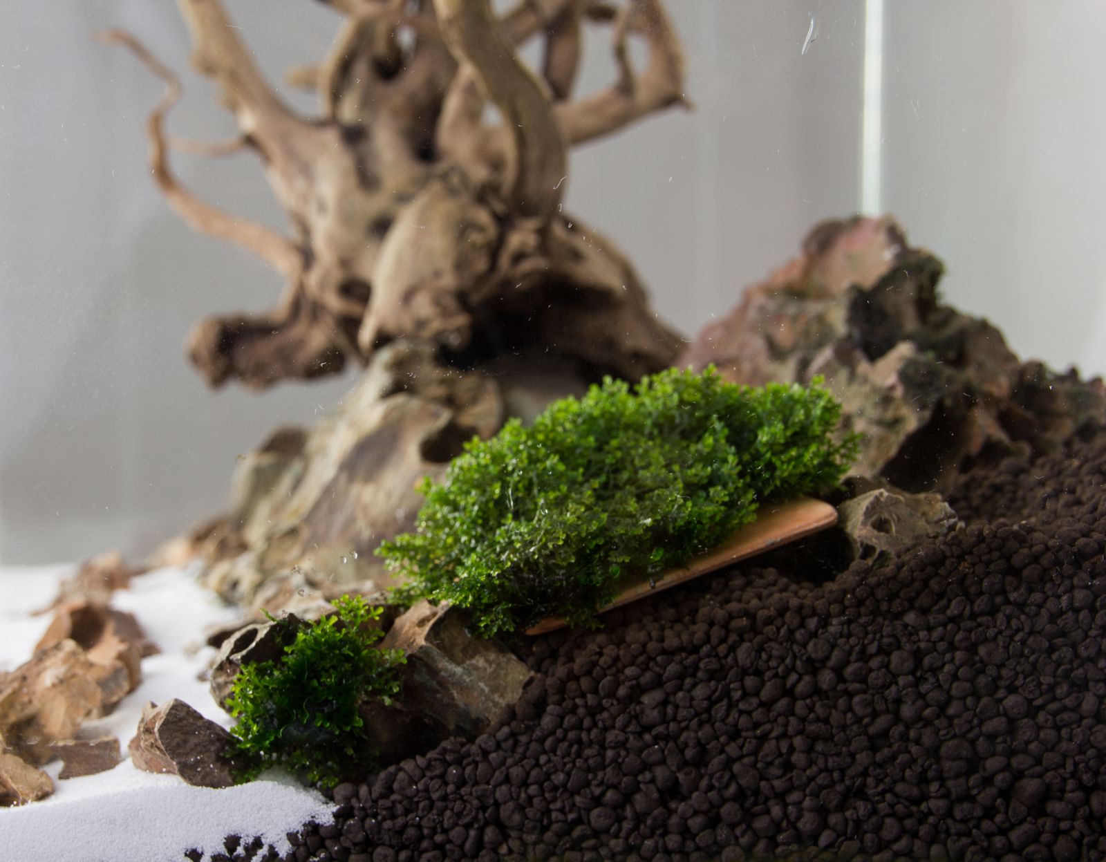 Moospad土壤汪汪汪