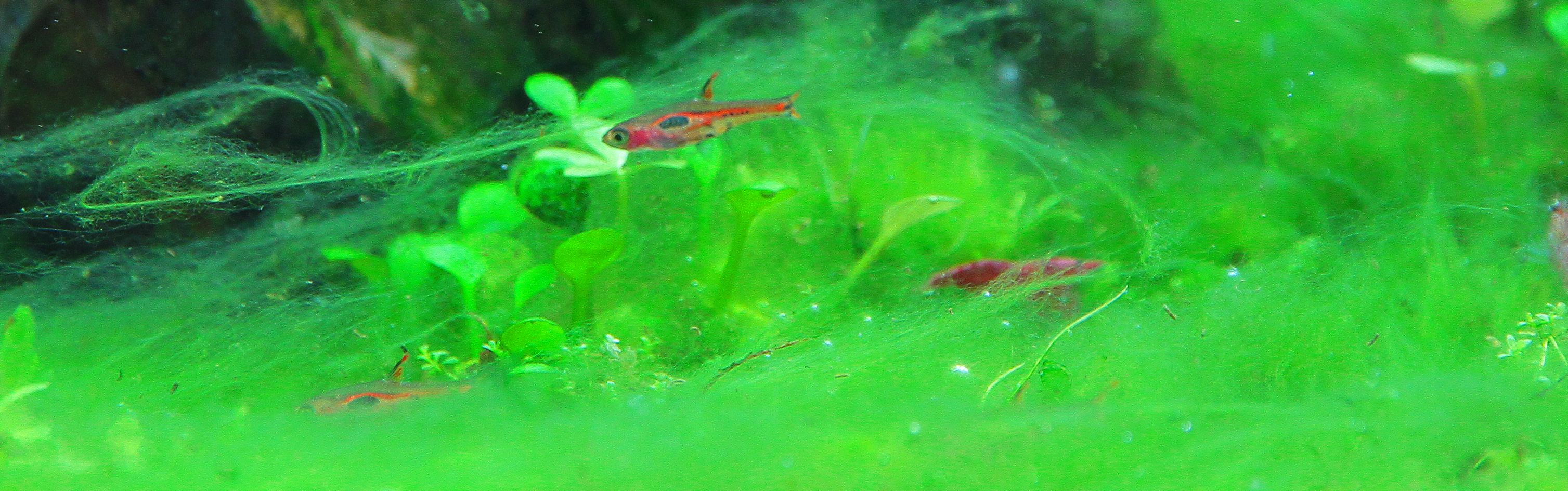 Algenbekämpfung im Aquarium | AQUASABI Online Shop
