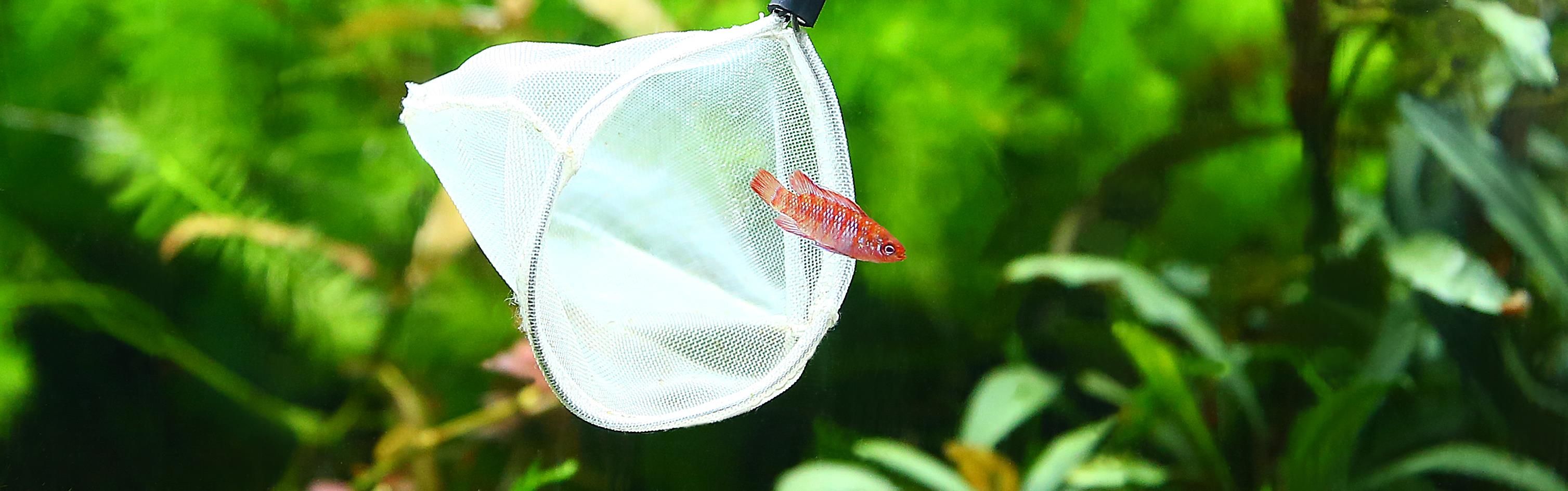 26 cm Karlie Fischkescher Aquarium Fisch Kescher Fangnetz Fang Netz 15-20 