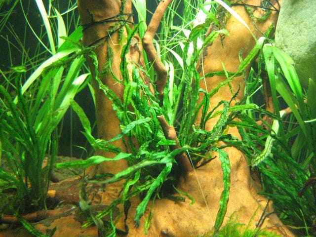 Javafarn Needle Leaf