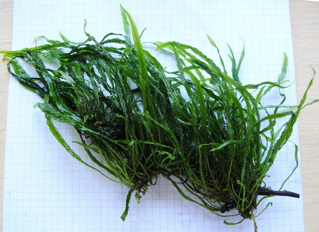 Javafarn Needle Leaf