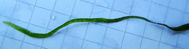 Javafarn Needle Leaf Blattspitze