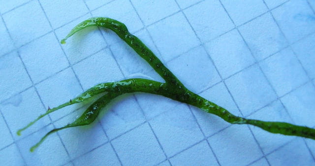 Javafarn Needle Leaf Gabelspitze