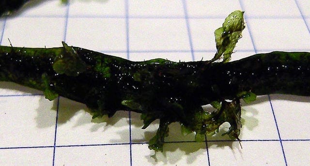 Javafarn Prothallium