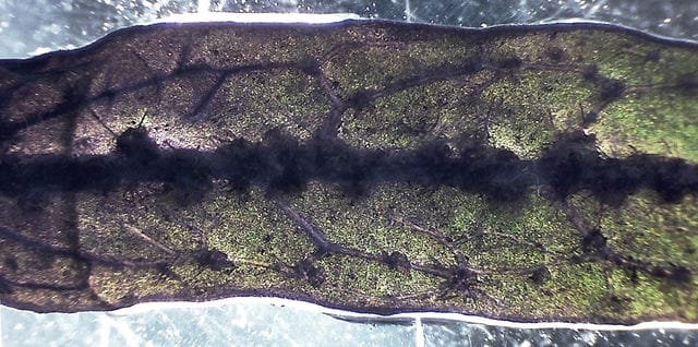 Javafarn Needle Leaf Nervatur