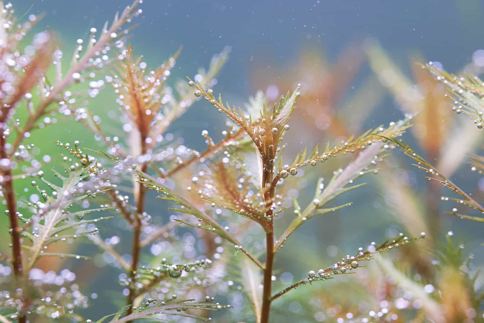 Proserpinaca palustris Cuba