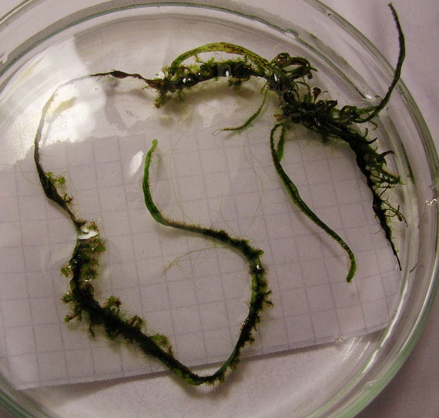 Javafarn Prothallien