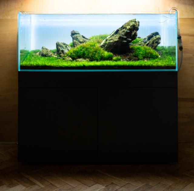 Iwagumi - Frederic Fuss