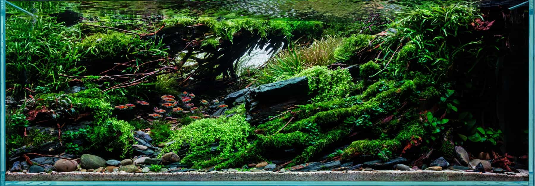 Aquascape von Fabian Beck