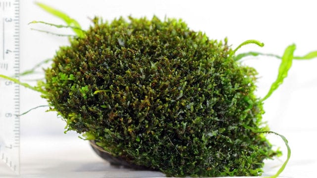 Javafarn Prothallien