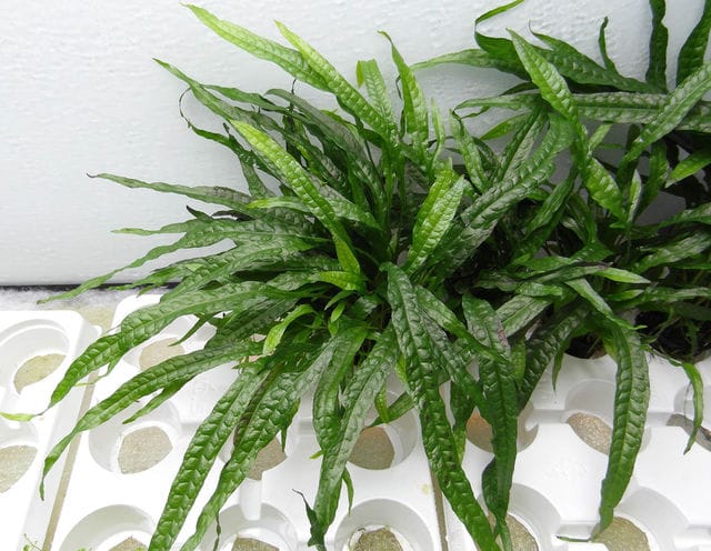 Microsorum pteropus ‘Narrow‘