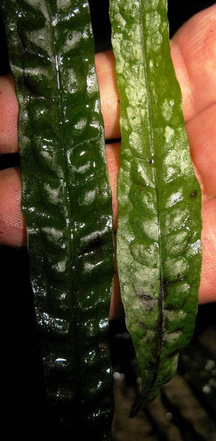 Javafarn im Vergleich