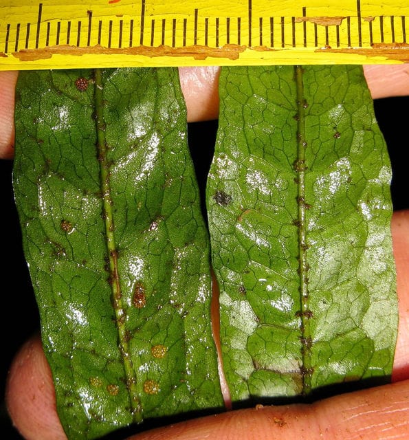 Javafarn im Vergleich