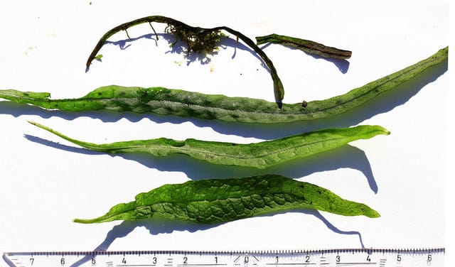 Javafarn im Vergleich