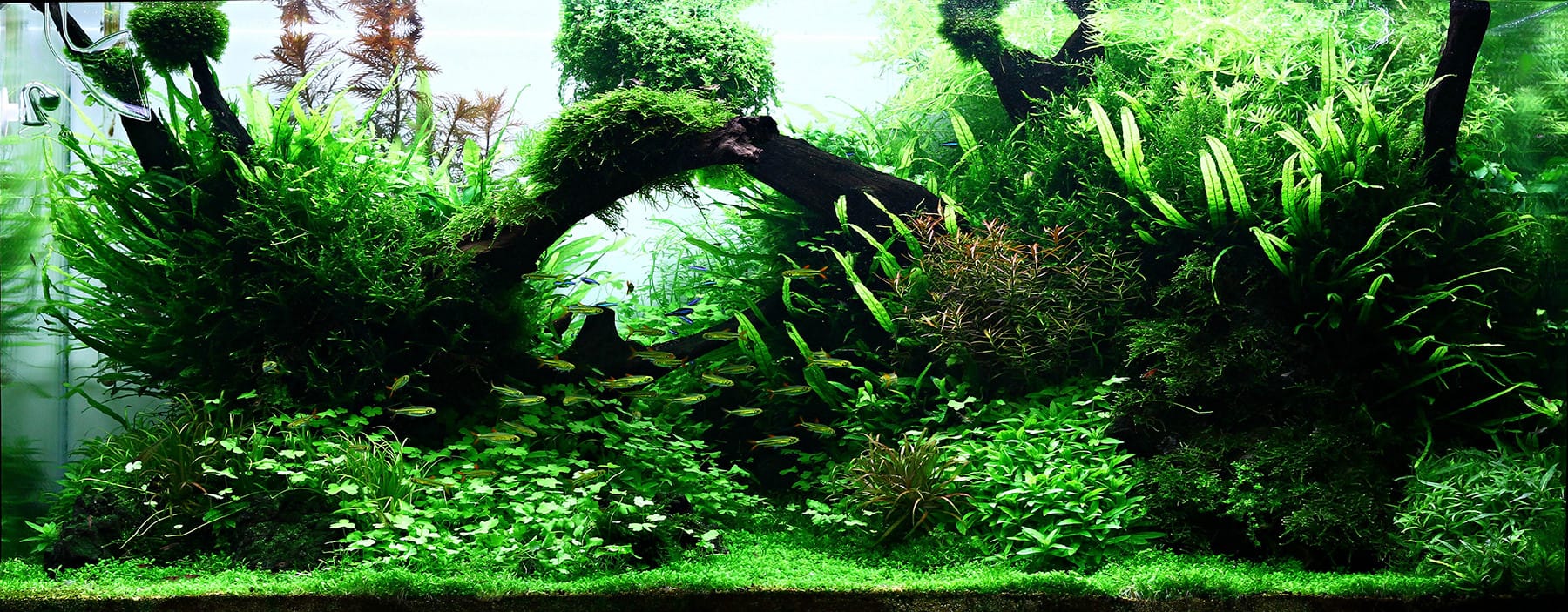 Aquascaping Aquarium