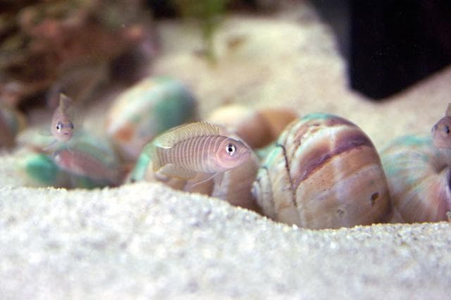 Neolamprologus similis
