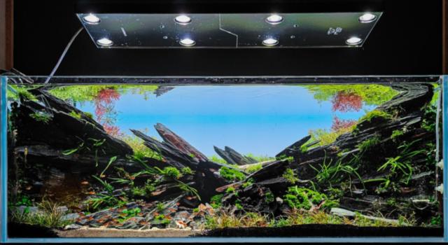 Bepflanzung angewachsen