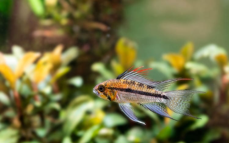 Speziell für tropische Aquarien