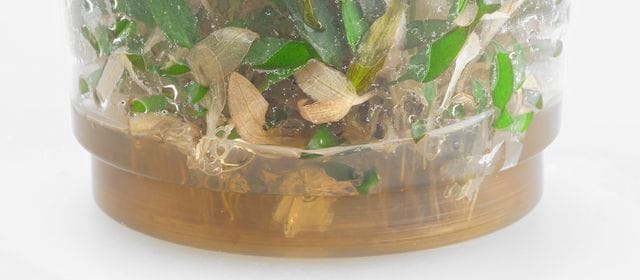 Abgeworfene Blätter