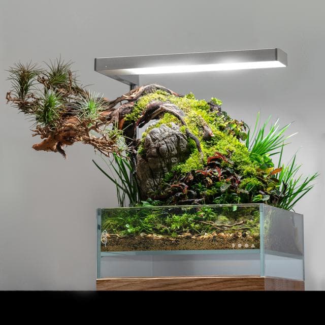 Bonsai Scape