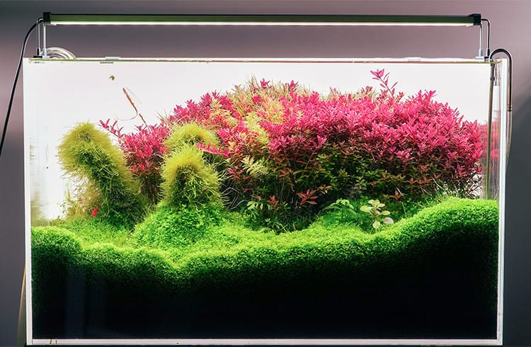 Aquascape mit Chihiros Serie B