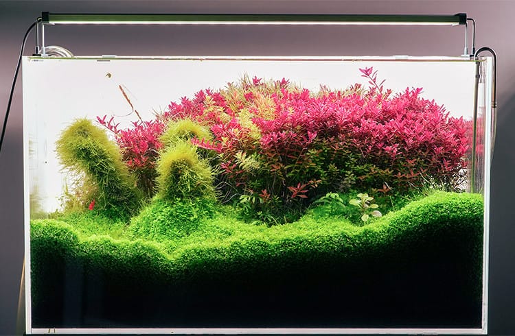 Aquascape mit Chihiros Serie B