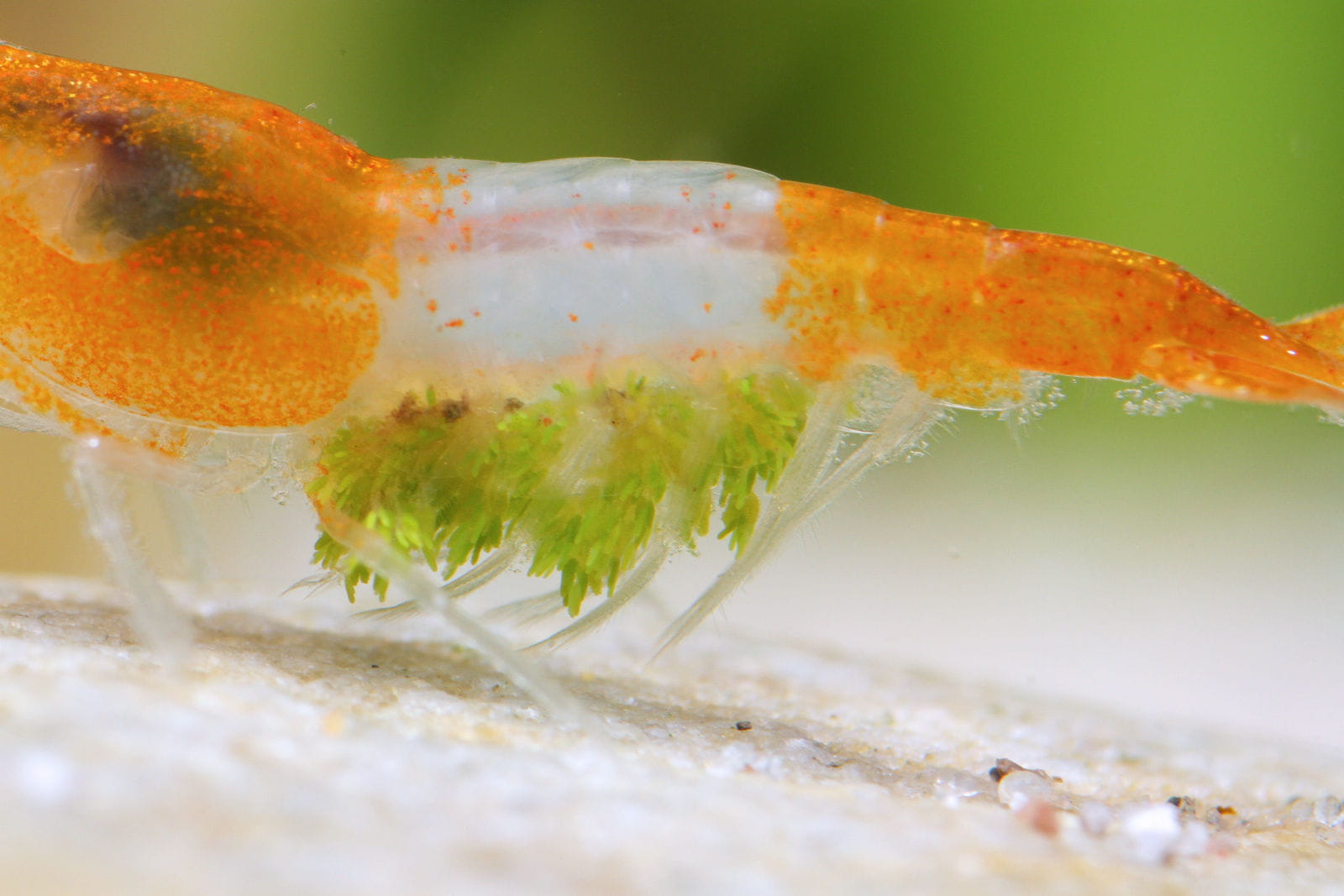 Parasiten und Kommensalen bei Garnelen im Aquarium - | Aquasabi ...