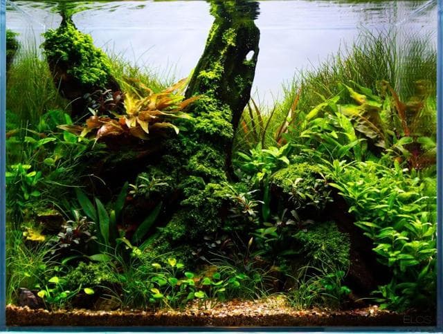 Florian Breindl Nano Aquarium