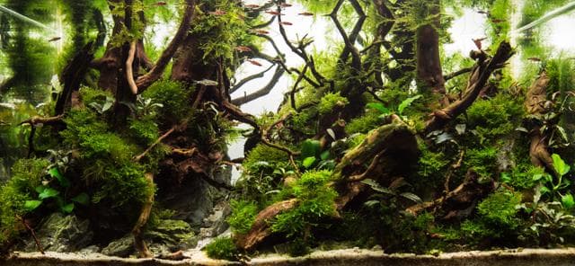 Aquascape Final Shot