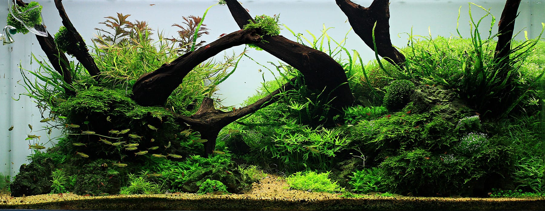 Aquascaping Aquarium