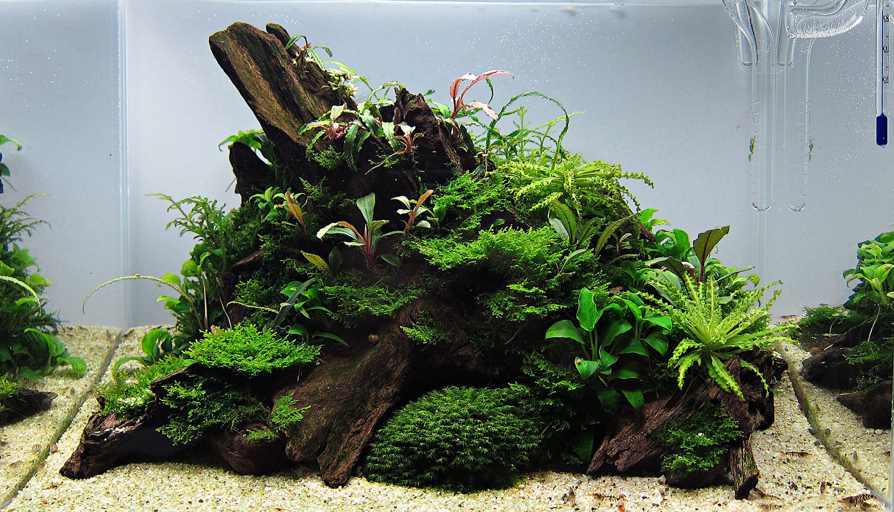 Aquascaping Aquarium