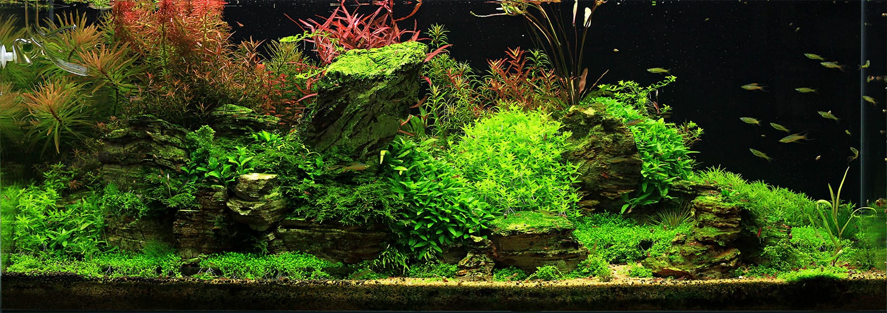 Aquascaping Aquarium