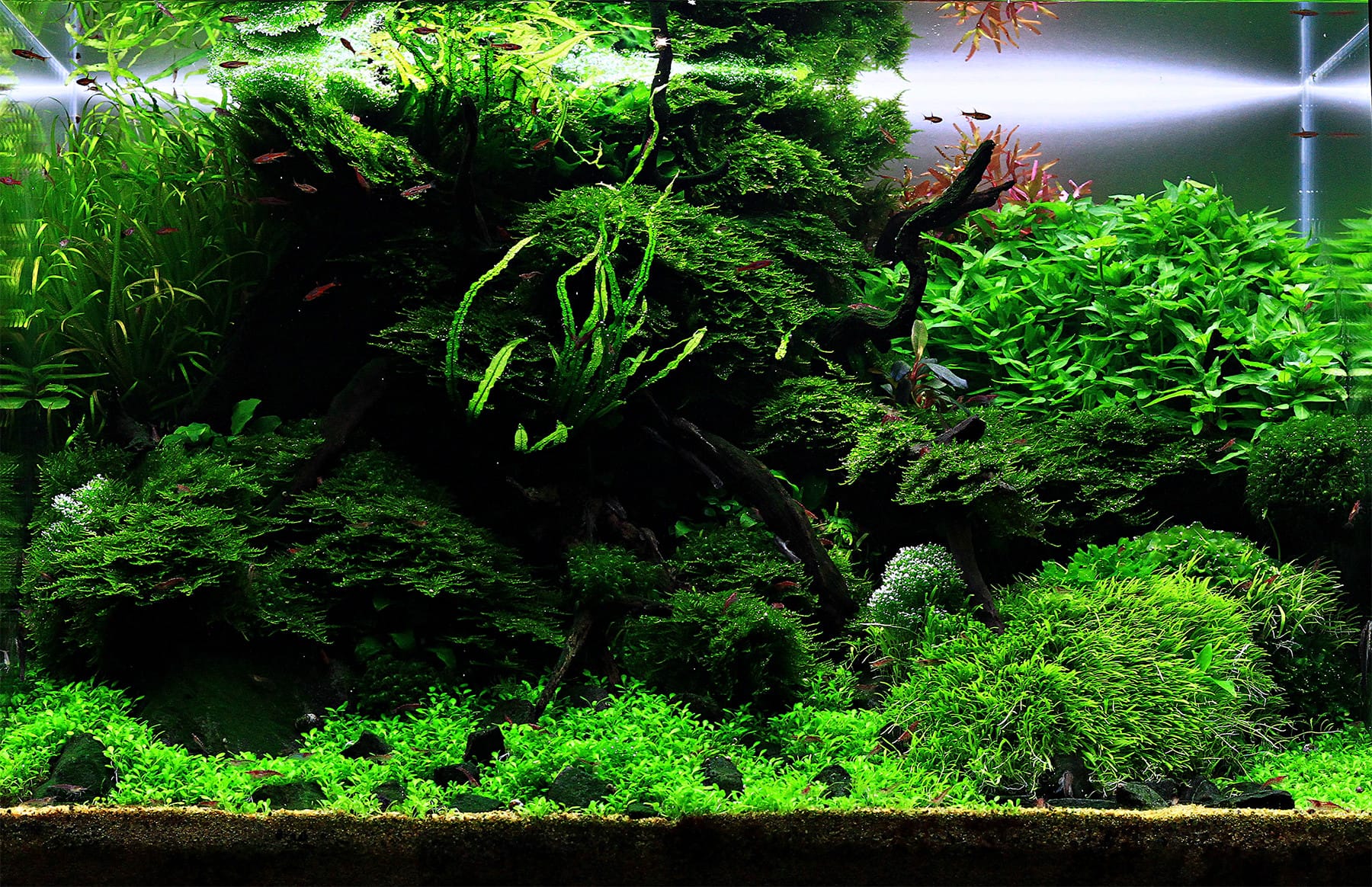 Aquascaping Aquarium