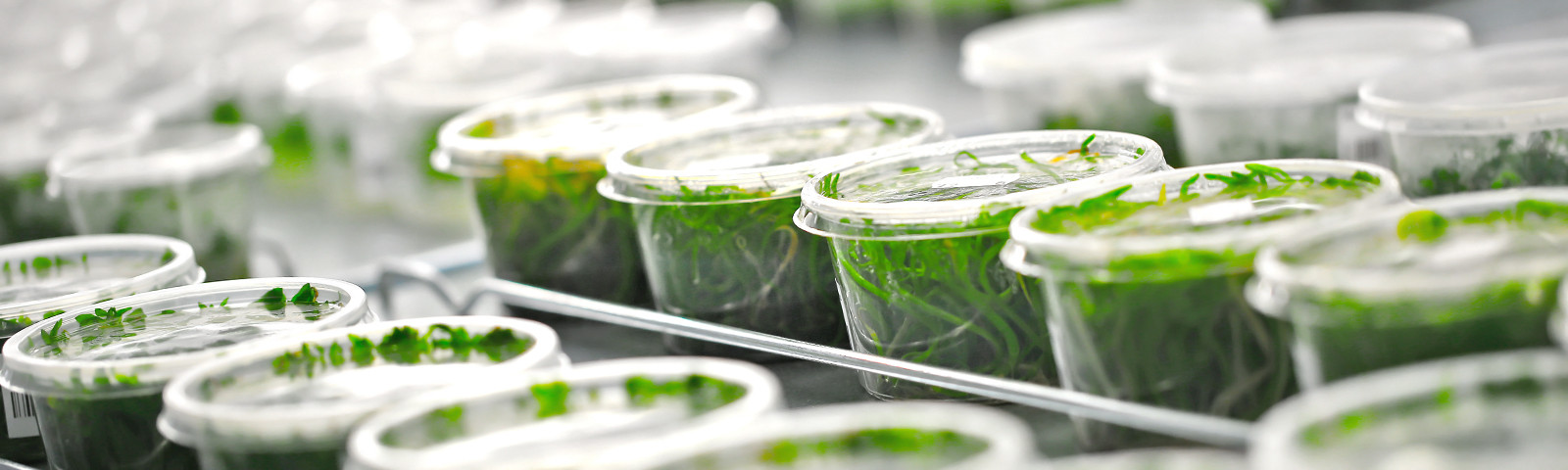 Shipping and storage of in-vitro plants