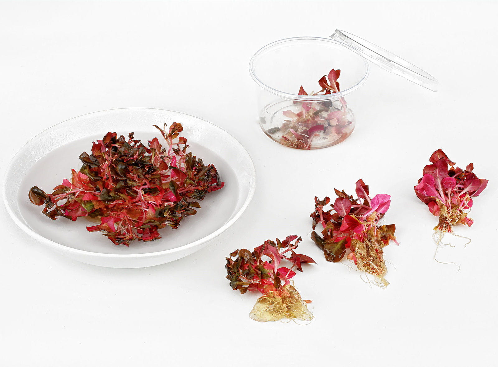 Wasserpflanzen vorbereiten