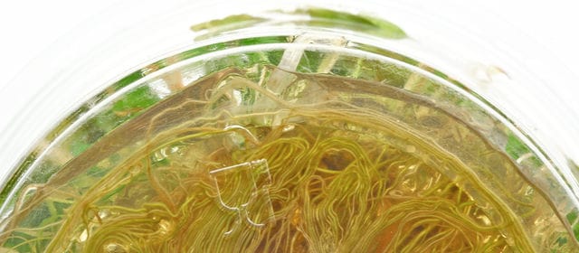 Nährmedium geschrumpft