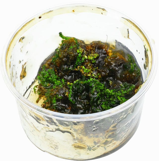 In vitro Pflanze nach  einem besonders ruppigen Versandweg