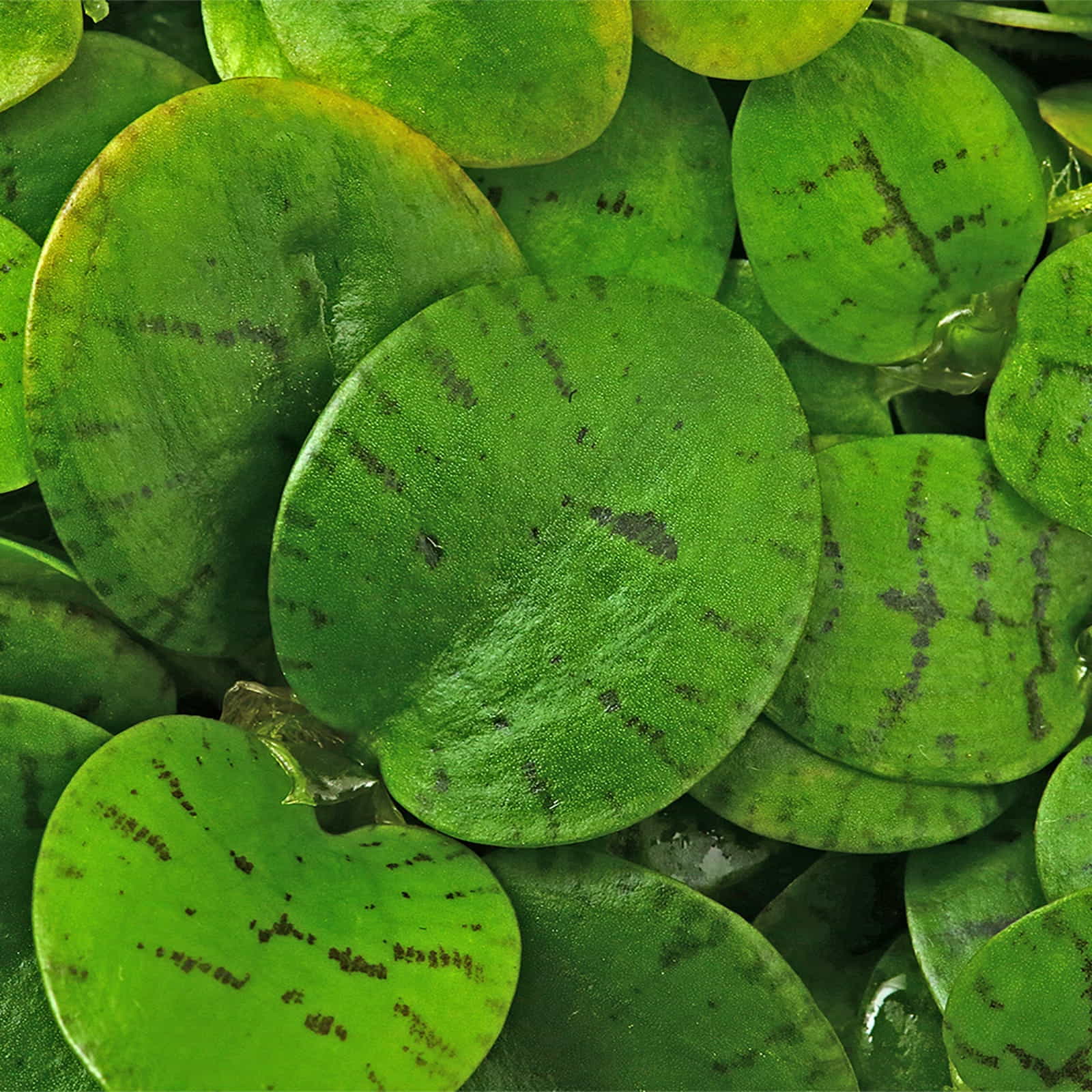 Limnobium laevigatum