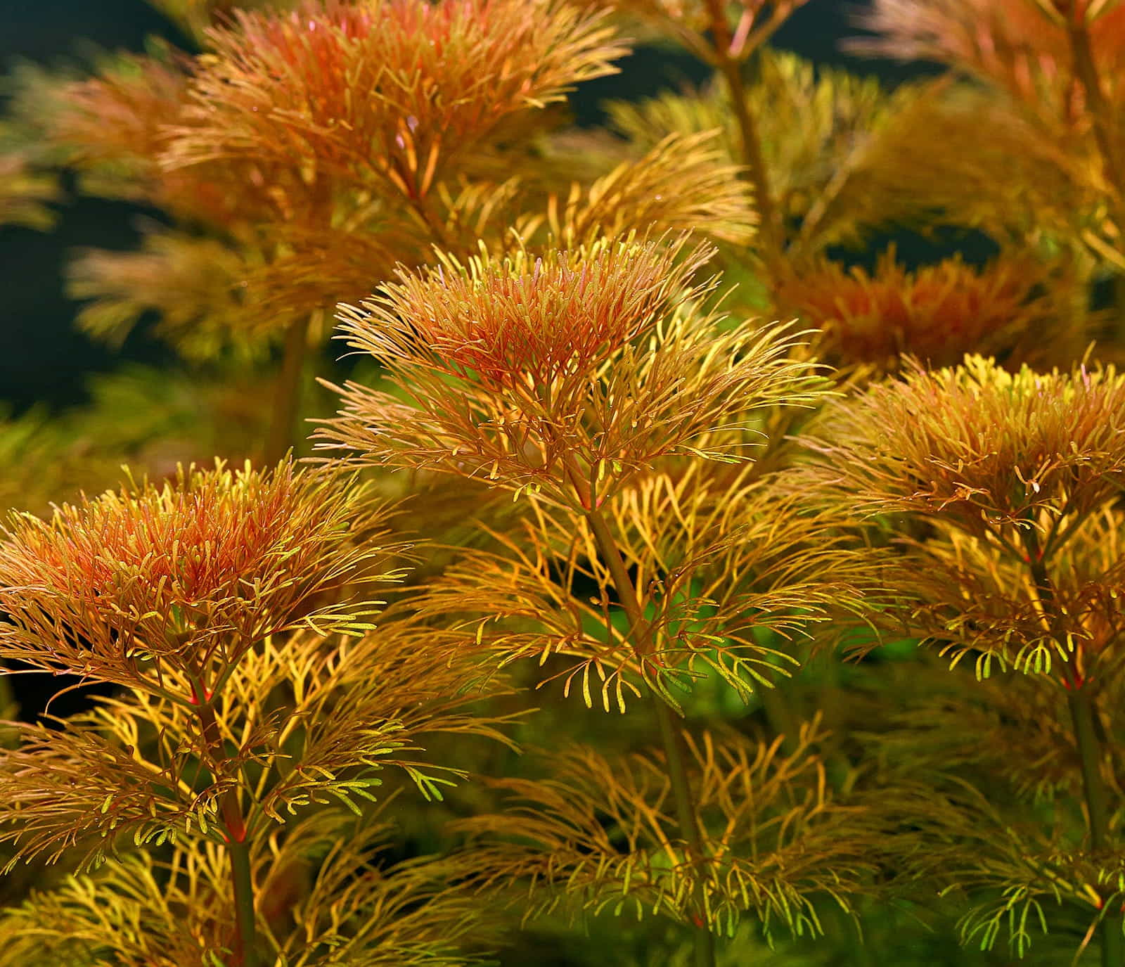 Limnophila sessiliflora
