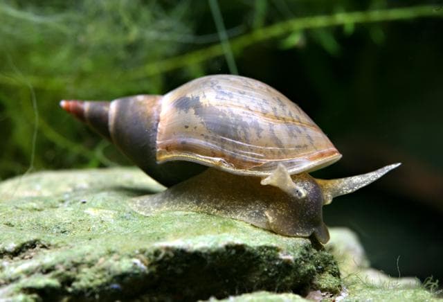 Lymnaea stagnalis