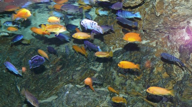 Mbuna