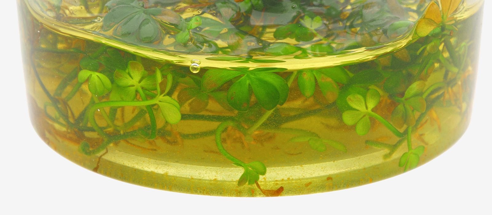 Invitro aquarium plants Aquasabi Aquasabi Aquascaping Shop