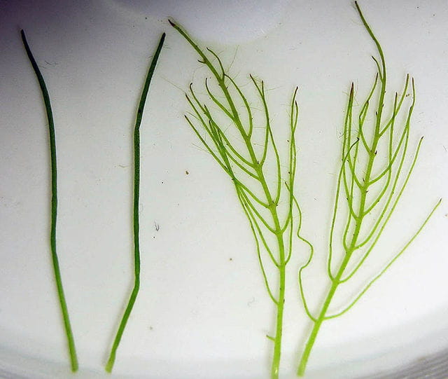 Myriophyllum Simulans