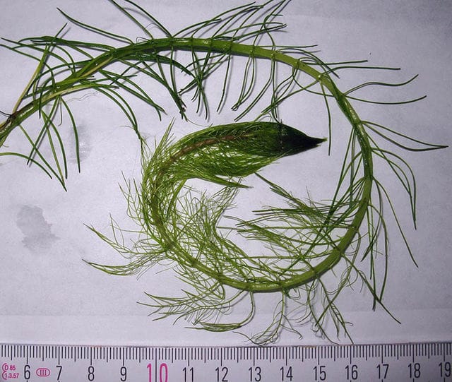 Myriophyllum Simulans