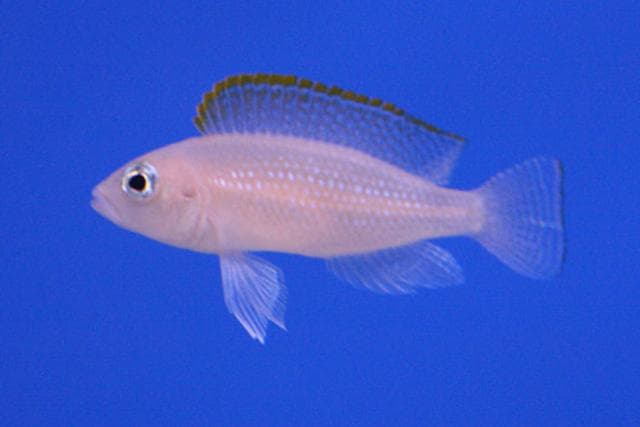 Neolamprologus caudopunctatus