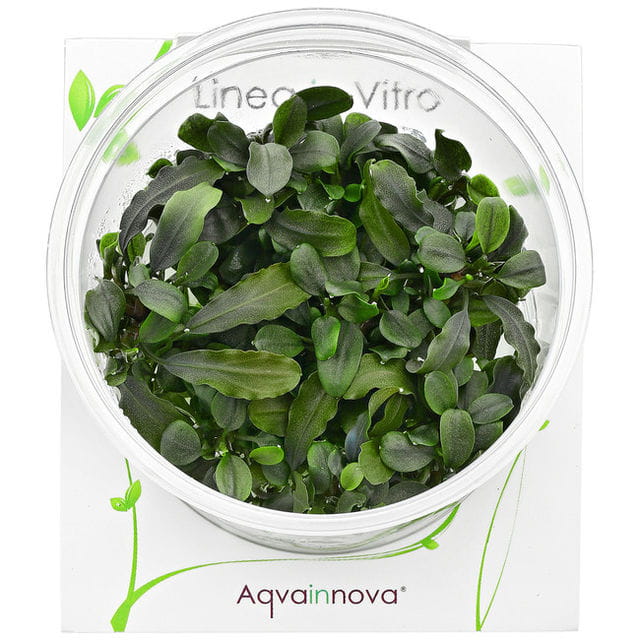 Bucephalandra sp.