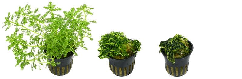 Frostschaden Hottonia