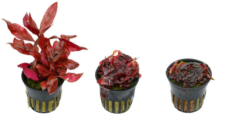 Frostschaden Alternanthera