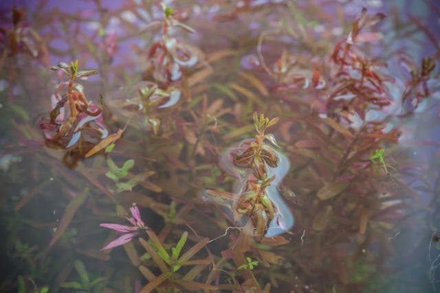 Pflanzen an der Wasseroberflaeche
