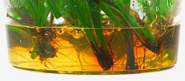 Phenolische Ausscheidungen